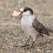 Gray Jay